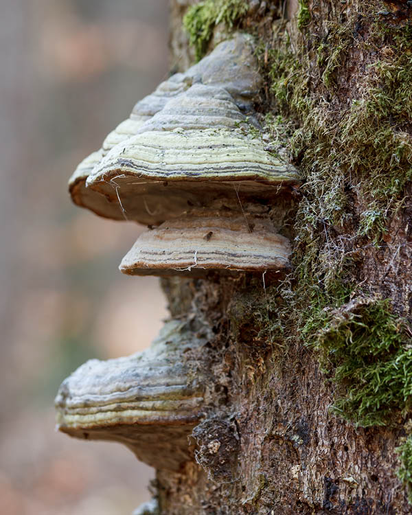 Tree Condition Surveys - Tree Check